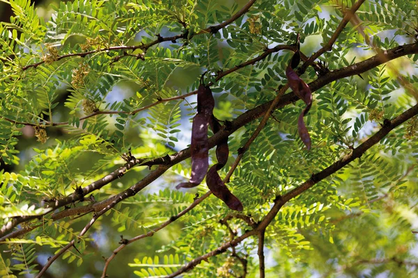 Honey locust, närbild — Stockfoto