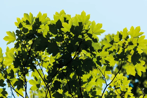 Germany,View of harewood tree,close up — Stock Photo, Image