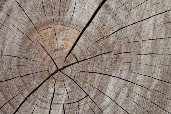 Tree trunk, cross section