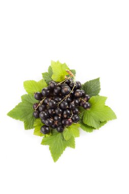 Siyah kuş üzümü, beyaz arka plan