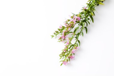 Ysop, Hyssopus officinalis, tıbbi bitki