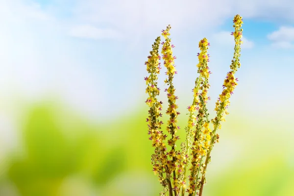 Agrimony, bach flower — Stock Photo, Image