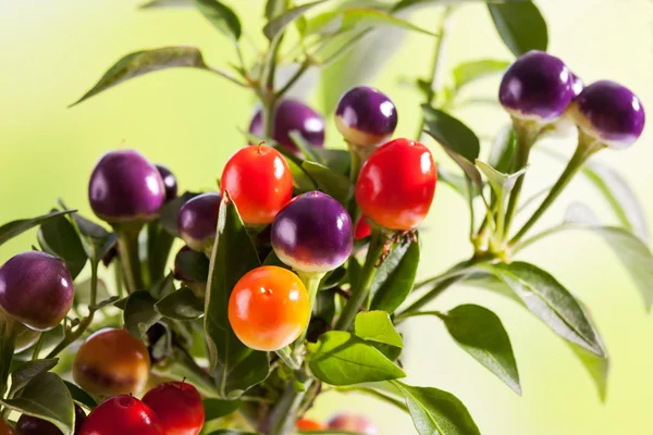 Wild paprika, Capsium eximium, ronde vruchten — Stockfoto