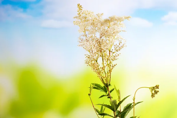 Meadowsweet, orvosi berendezések, illatos növény — Stock Fotó