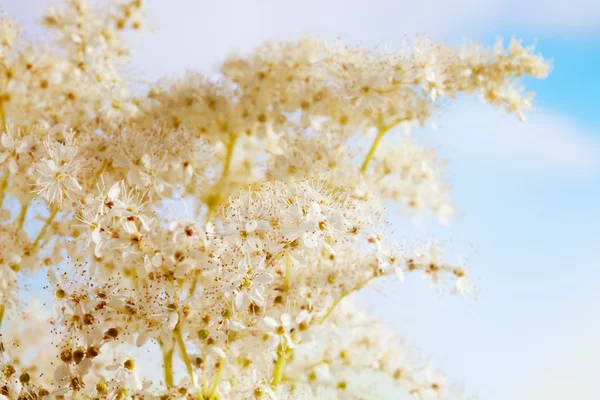 Meadowsweet, medical plant, aromatic plant — Stock Photo, Image