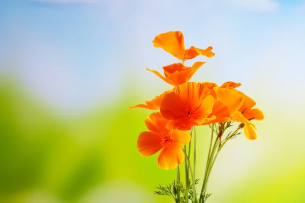 California poppy — Stockfoto