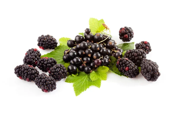 黑醋栗和黑莓，叶子 — 图库照片