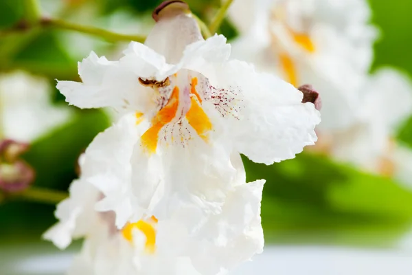 Gold-Catalpa, Catalpa aurea, folhas e flores — Fotografia de Stock