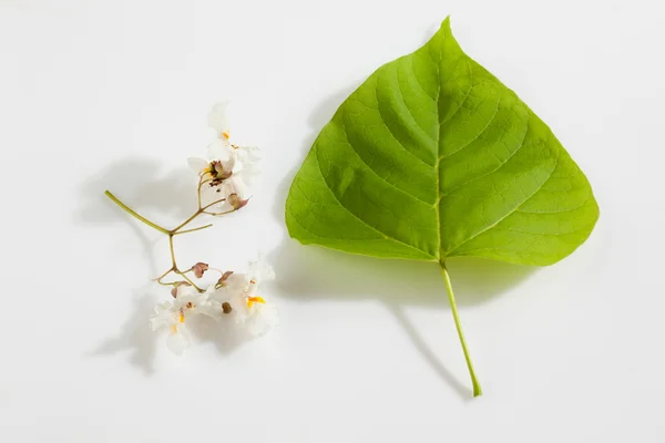 Arany-Catalpa, a Catalpa aurea, a levél és a virágok — Stock Fotó