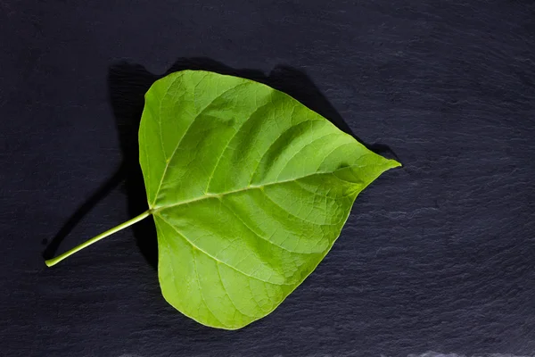 Oro-Catalpa, Catalpa aurea, hoja sobre pizarra —  Fotos de Stock