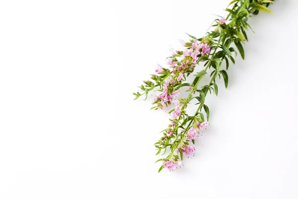 Ysop, Hyssopus officinalis, planta médica — Fotografia de Stock