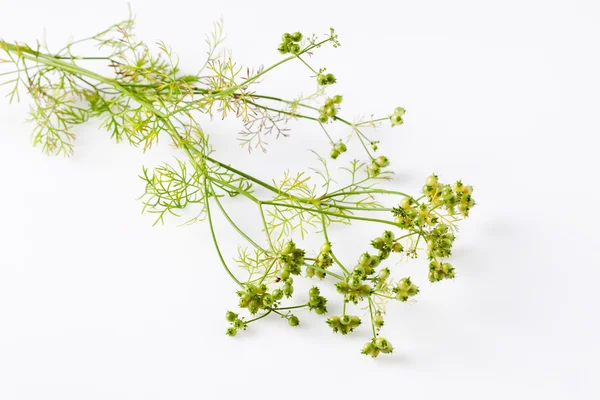 Coriandro, Coriandrum sativum, erva, planta médica — Fotografia de Stock