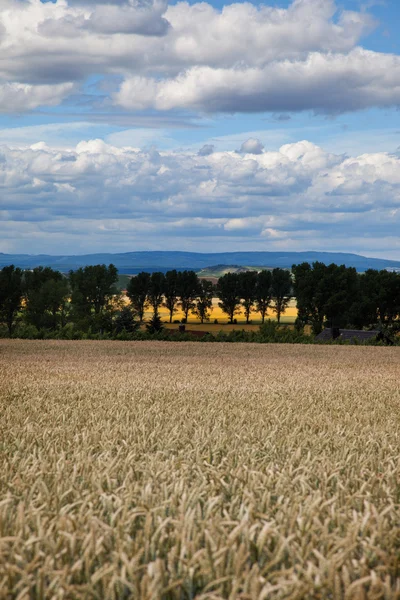 Germany,Hesse,Rhine Hesse,View of wheat field — Stock Photo, Image