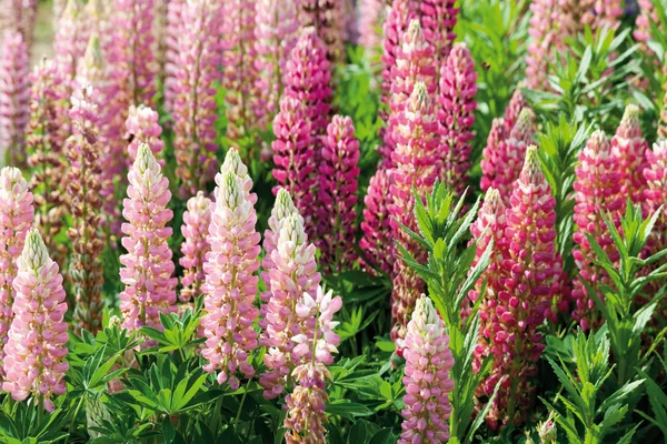 Germania, Primo piano dei fiori rosa di Lupin — Foto Stock