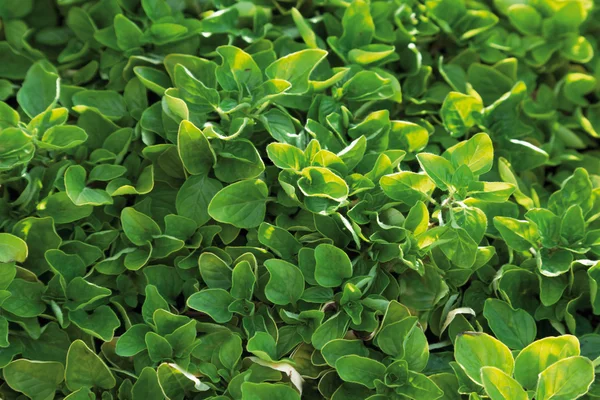 Germany,Close up of golden marjoram plant — Stock Photo, Image