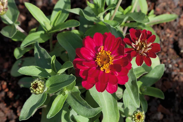 Germany, Close up of red zinnia flower — стоковое фото