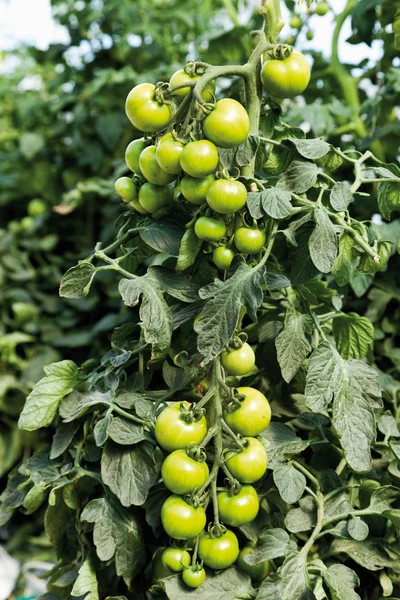 Německo, zblízka ze zelených rajčat parta ve skleníku — Stock fotografie