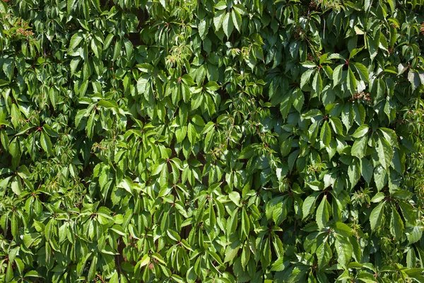 Green leaves — Stock Photo, Image