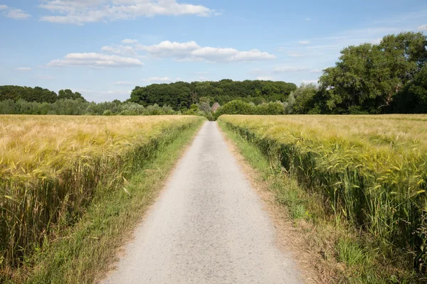 Duitsland, North Rhine-Westphalia, graanvelden, gerst velden en — Stockfoto