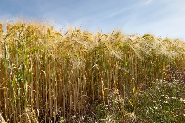 Niemcy, Nadrenia Północna-Westfalia, pola zbóż, jęczmienia znajdującego się w polu — Zdjęcie stockowe