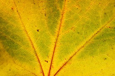 Sonbahar yaprağı, kapat.