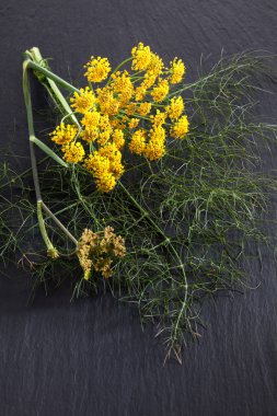 Tatlı rezene, tıbbi bitki