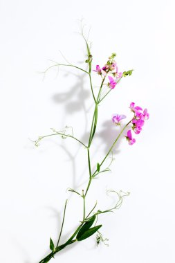 Vetches, Vicia, beyaz arka plan