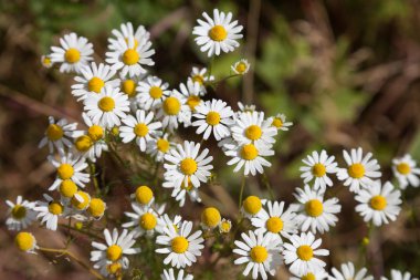 Flowering chamomile, medical plant clipart