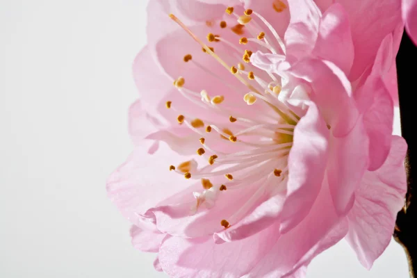 Flor de amêndoa, Close-up — Fotografia de Stock