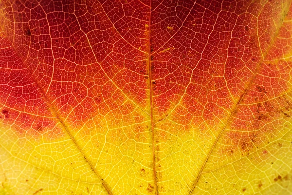 가을 나뭇잎을 닫아 — 스톡 사진