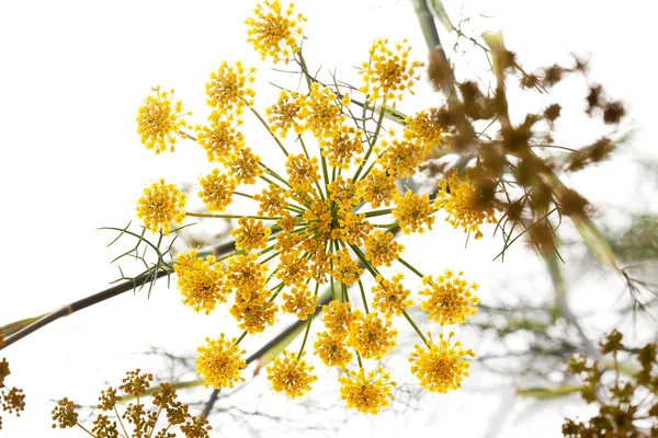 Sweet fennel, medicinal herb — Stock Photo, Image