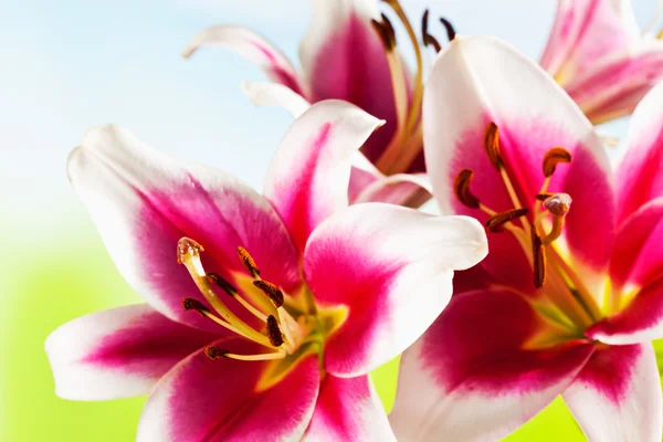 Red white lilies, stamen, close up
