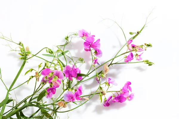 Vetches, Vicia, sfondo bianco — Foto Stock