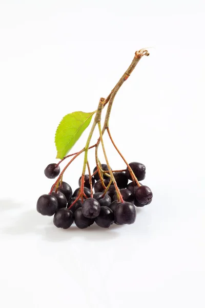 Chokeberries, Aronia, beyaz arka plan üzerinde — Stok fotoğraf