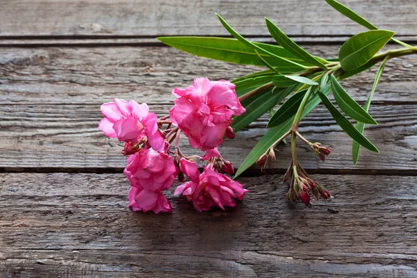 Oleandro, flores rosa em madeira — Fotografia de Stock