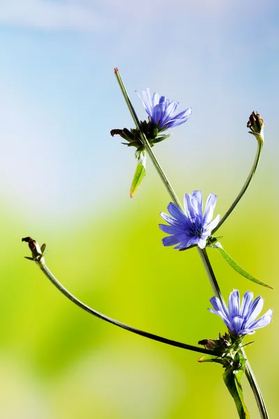 Kwiaty z cykorii — Zdjęcie stockowe