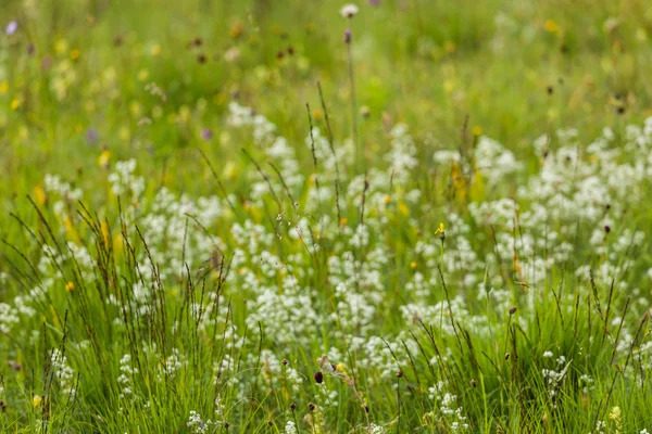 Duitsland, Beieren, verwaarloosde grasland, grassen en wilde bloemen — Stockfoto