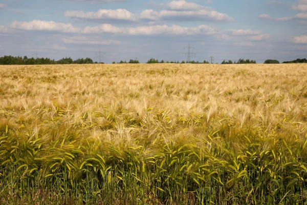Allemagne, Rhénanie-du-Nord-Westphalie, champ de céréales, champ d'orge — Photo