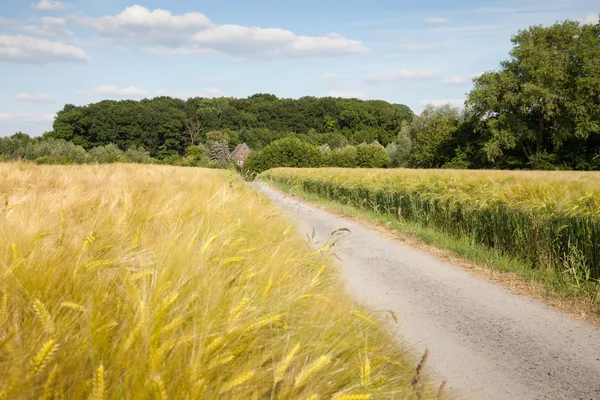 Duitsland, North Rhine-Westphalia, graanvelden, gerst velden en — Stockfoto