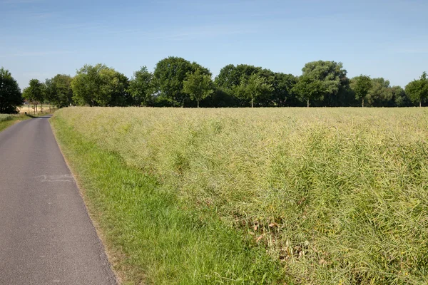 Allemagne, Rhénanie du Nord-Westphalie, champ de viols et route de campagne — Photo