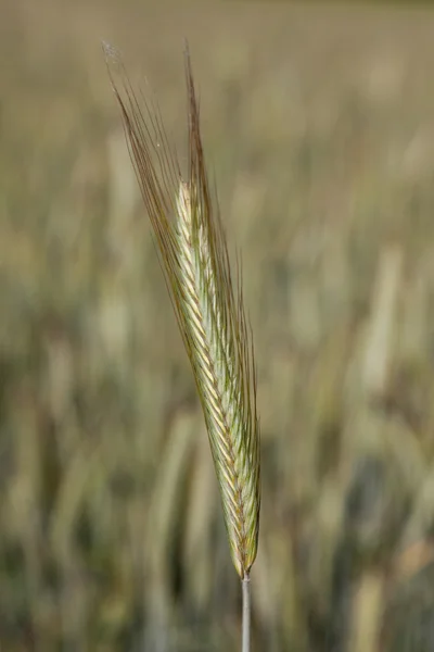 Secară, vârf, close-up — Fotografie, imagine de stoc