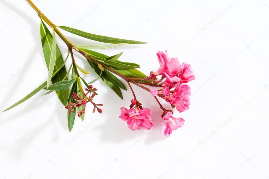 Oleander, pink blossoms, white background