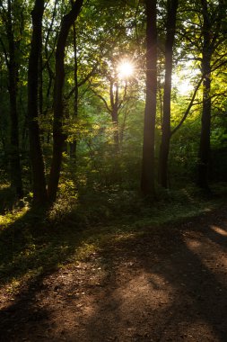 Almanya, orman havasında akşam