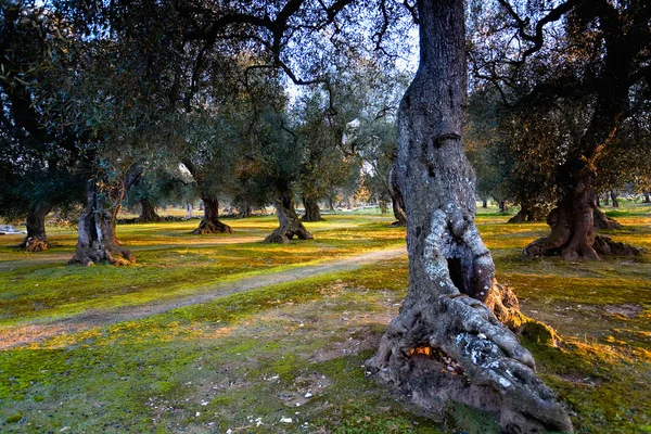 Италия, Чезария, Апулия, Оливковые деревья — стоковое фото