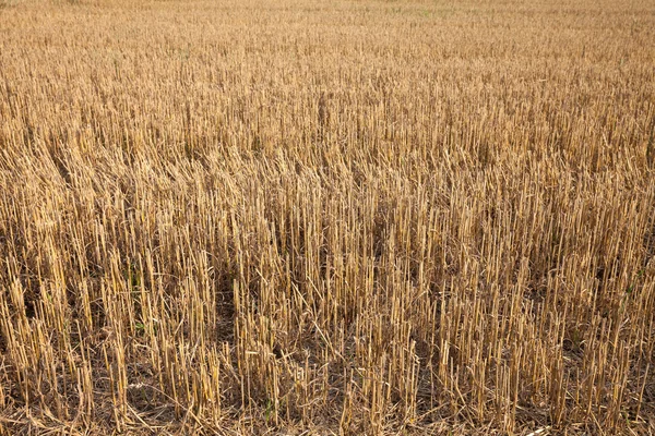 Germany, harvested field — Stock Photo, Image