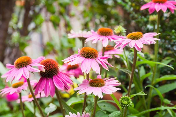 Röd rudbeckia — Stockfoto