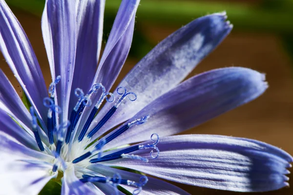 Flor de chicória — Fotografia de Stock