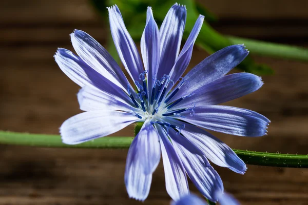 Virág a cikória — Stock Fotó