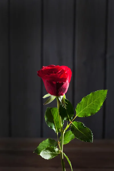 Rosa roja, fondo de madera, espacio para copiar —  Fotos de Stock