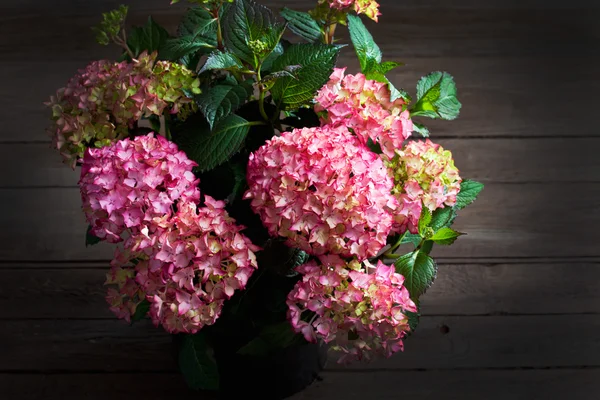 Hortensia, hortensia, trä bakgrund — Stockfoto